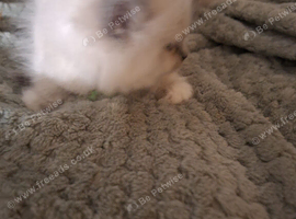 Ragdoll kittens need there 5star indoor homes