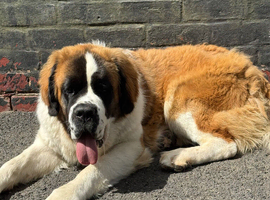 11 month old female Saint Bernard