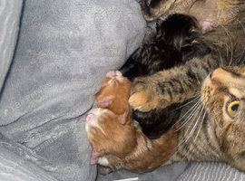 half mainecoon / ragamuffin kittens