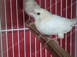 This years baby bengaliese finches