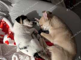 Special Forever Home for Our Furbabies