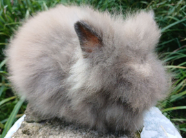 Stunning DM Lionhead baby rabbit