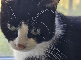 5 year old cat called Nellie