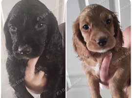 Working cocker spaniel pups