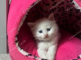 Stunning girl half Maine coon kitten