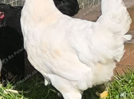 Mix Poultry, hens/ ducks/ guinea fowl