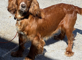 2 year old cocker girl