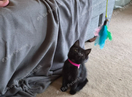 2 kittens ready to go