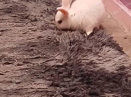 Rabbit for sale