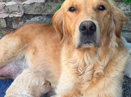 Golden Retrievers - Ready Sep 6th