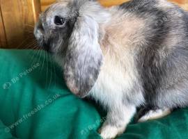 Mini lop free to good home