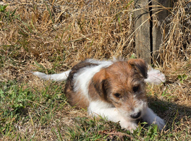 Fox terrier puppies