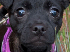 Gorgeous Sprite is ready for her home!