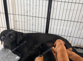 KC reg labrador pups