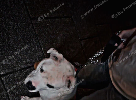 Male staffy cross for sale