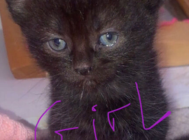 kittens