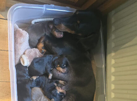 Dachshund