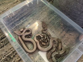 Gorgeous baby boas