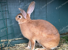 Rabbit for sale in Sheffield