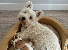 Adorable West Highland Terrier looking for a home