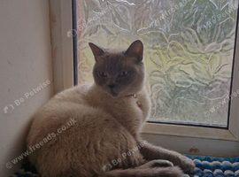 Beautiful Siamese female