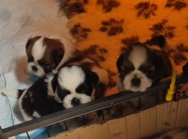 Quality shihtzu puppies