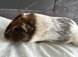Female baby guinea pigs - ready to leave