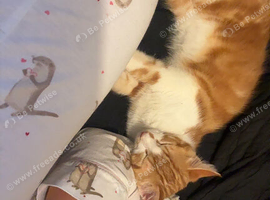 1 ginger Male
