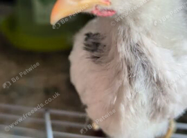 Free baby Roosters.  *Still on heat*