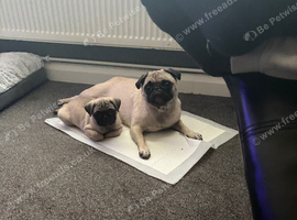 Pug male