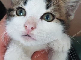 10‑week‑old kitten &mdash; boy, ready for new home.