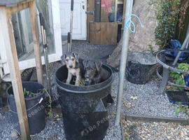 Bedlington x lakeland pups