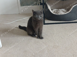 British blue cross