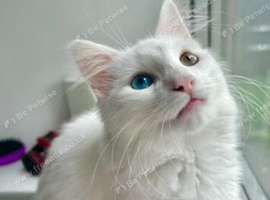 Female white cat