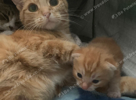 Kitten for sale
