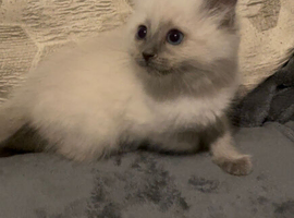 Blue point ragdoll kittens