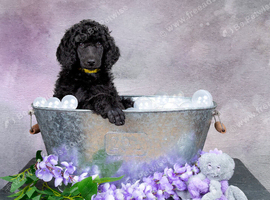 Showbred Standard Poodle Girl Puppy