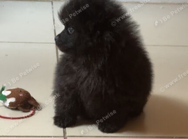 Pomeranian puppies