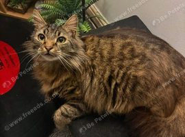 Billy the tabby ragdoll