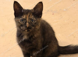 Female kitten