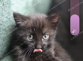 Black kitten looking for forever home