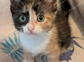 4 kittens for sale to good homes