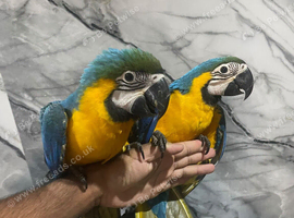 Friendly Baby HandReared Super Tame Cuddly Blue & Gold Macaw Parrot,24