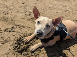 Lovely,gentle Milo for Sale