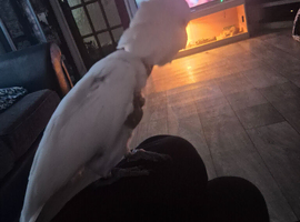 Ducorps cockatoo