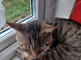 Rehome my boy tigger