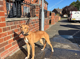 Whippet X Bull Greyhound