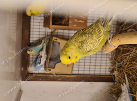 Lovely budgies