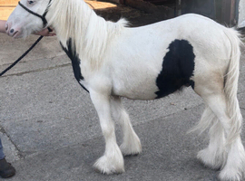 Colt yearling