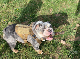 British Bulldog